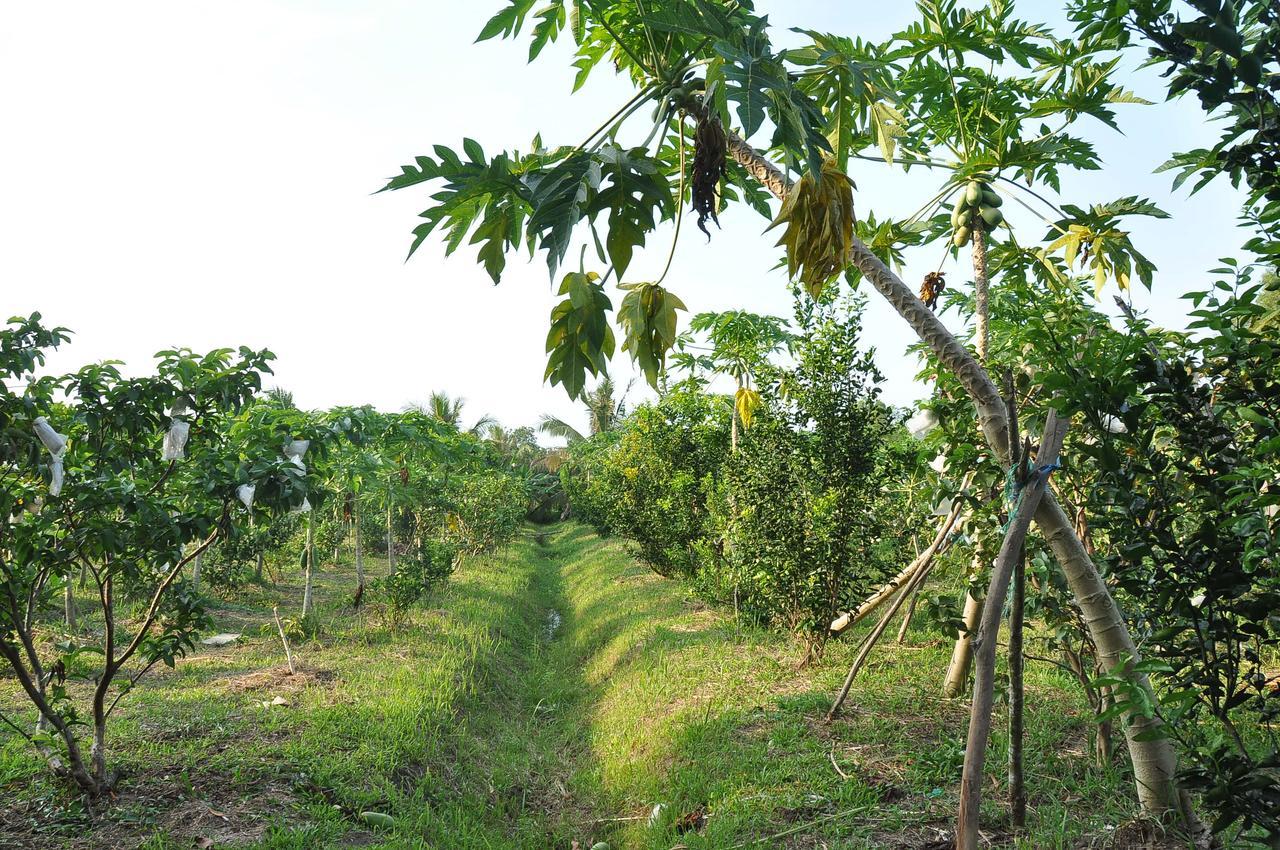 Orchard Fruit Farm Bungalow Phú Quốc Eksteriør billede