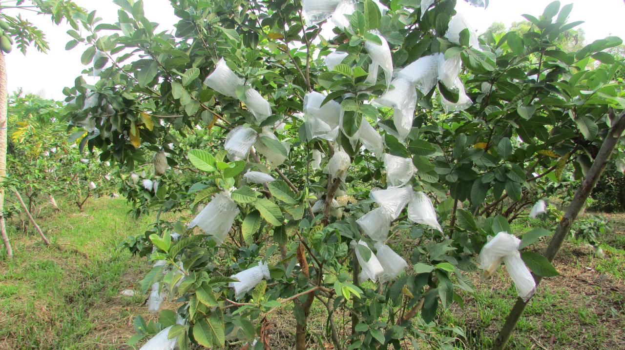 Orchard Fruit Farm Bungalow Phú Quốc Eksteriør billede