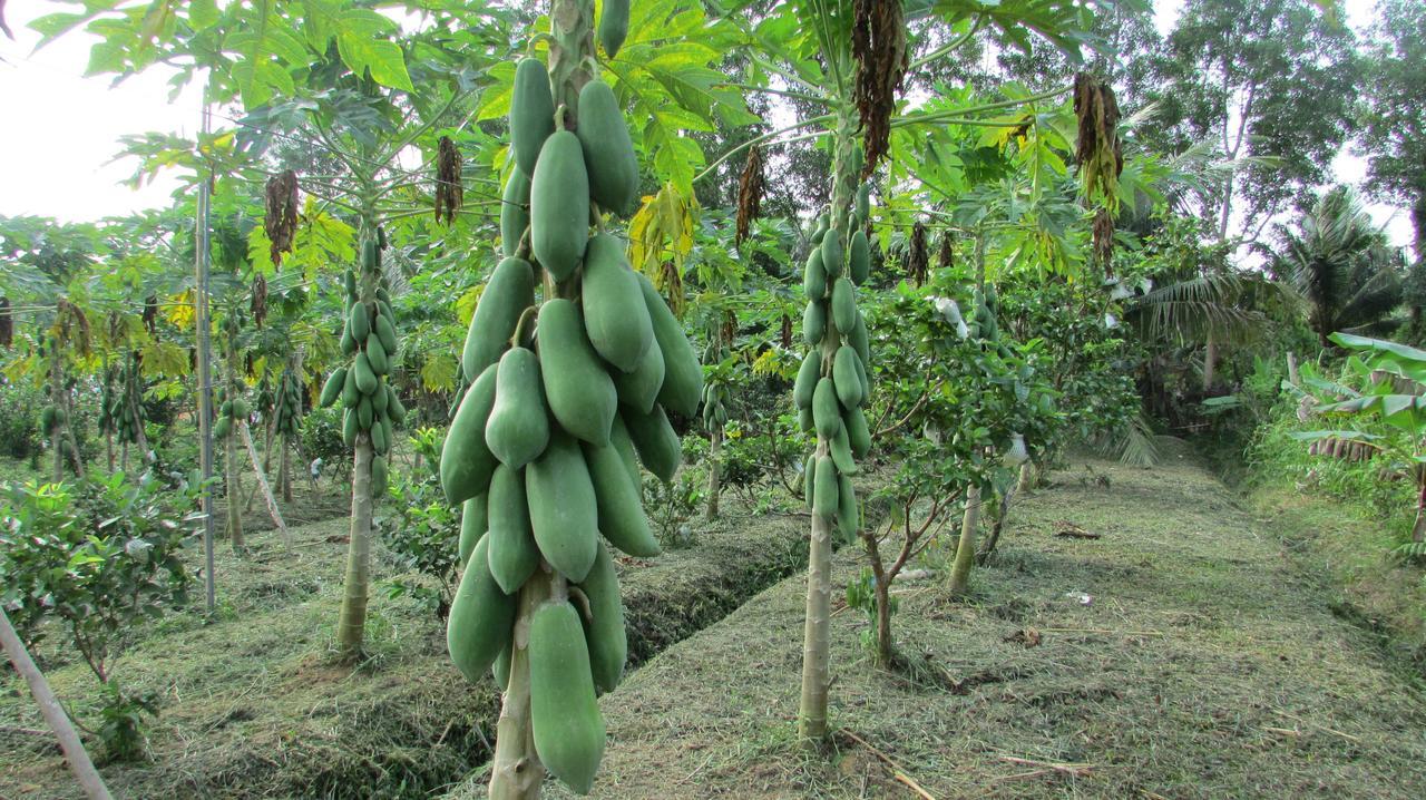 Orchard Fruit Farm Bungalow Phú Quốc Eksteriør billede