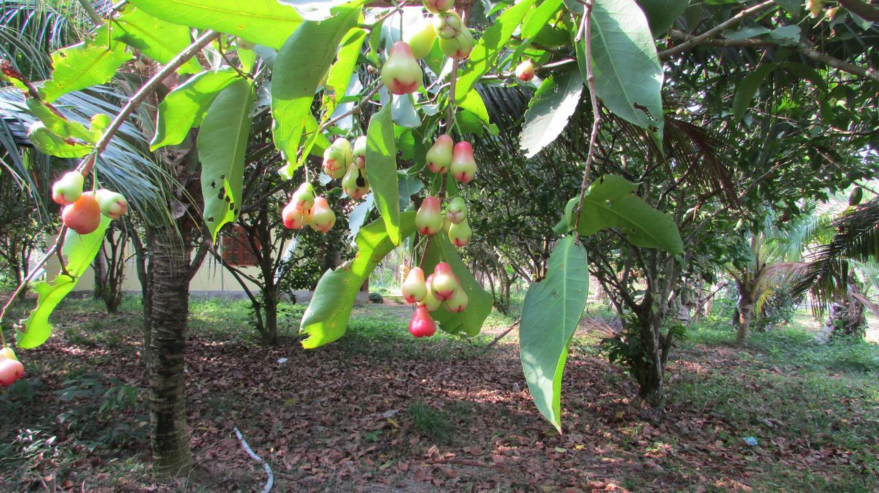 Orchard Fruit Farm Bungalow Phú Quốc Eksteriør billede